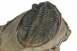 Zlichovaspis Trilobite - Atchana, Morocco #260368-5